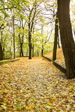 Fototapeta  - Jesień w parku