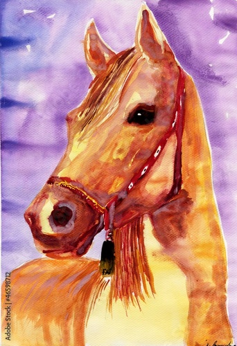 Obraz w ramie watercolour portrait of the horse.