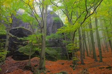 Poster - Buchenwald im Nebel - beech forest in fog 12