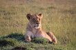 ケニアマサイマラ 牝ライオン