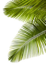 Leaves of palm tree