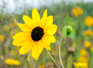 Canvas Print - Closeup of a small sunflower