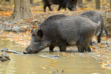 Canvas Print - Wild pig