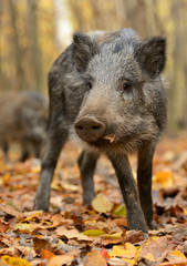 Wall Mural - wild pig