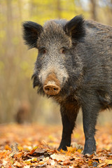 Wall Mural - wild pig