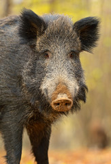 Wall Mural - wild pig