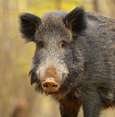Wall Mural - wild pig