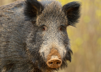 Wall Mural - wild pig