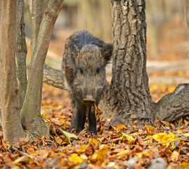 Canvas Print - Wild pig