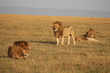 ケニアマサイマラ ライオンの群れ