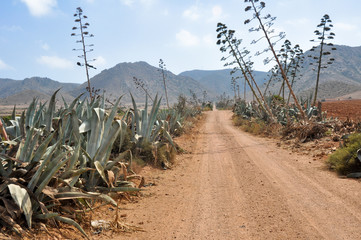 Wall Mural - Gravel road in Gata cape national park, Andalusia (Spain)