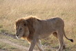 ケニアマサイマラ 王者ライオン