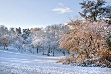 Wall Mural - First snow in the park.