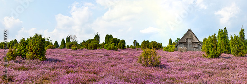 Fotografía Heidschnuckenstall in der Heide