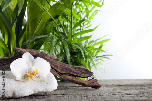 Foto-Leinwand ohne Rahmen - Orchid on stone with palm spa concept against white (von udra11)
