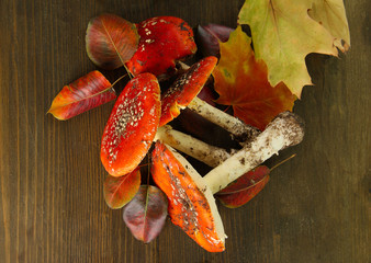 Fototapete - red amanitas with moss, on wooden background
