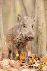 Wall Mural - wild boar