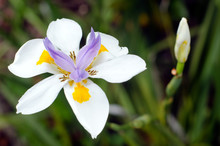 Fortnight Lily, Dietes Iridioides