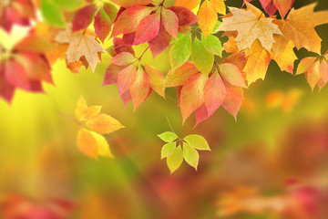 autumn leaves