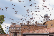 Bird Flying Over Roofs