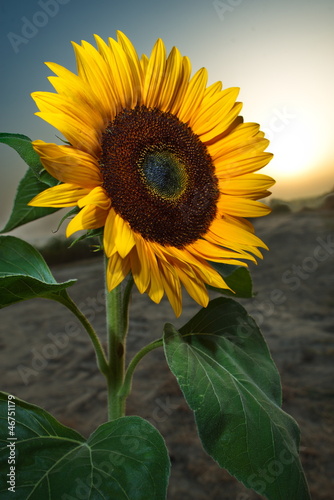 Naklejka - mata magnetyczna na lodówkę girasole