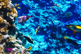 Fototapeta Do akwarium - Coral and fish in the Red Sea. Egypt, Africa.