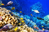 Fototapeta  - Coral and fish in the Red Sea. Egypt, Africa.