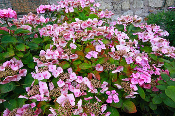 Sticker - Pink hydrangea flowers close up