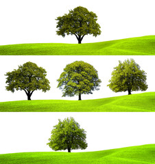 Collection of green trees