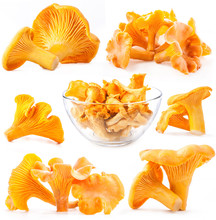 Collection Of Edible Wild Mushroom Chanterelle Isolated On White