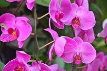 Pink Orchid In Singapore Park