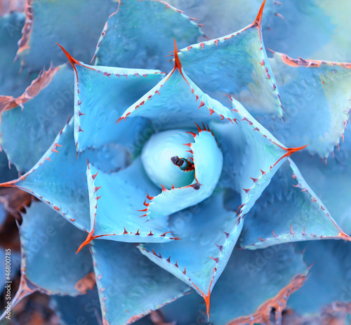 Obraz w ramie Macro of succulent plant in the desert