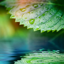 Green Leaves Reflected In Water Closeup