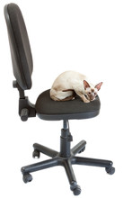 Siamese Cat Sitting On A Office Chair