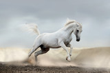 Fototapeta Konie - arab horse