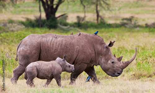 Foto-Leinwand ohne Rahmen - Rhinoceros with her baby, Lake Nakuru, Kenya (von Travel Stock)