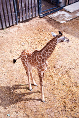 giraffe in zoo