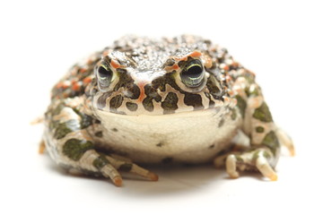 green toad (Bufo viridis) over white