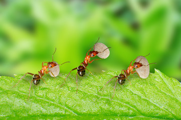 Ants carrying food