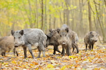 Wall Mural - wild boar