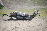 zebra