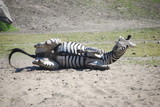 Fototapeta Sawanna - zebra