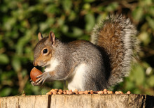 Portrait Of A Grey Squirrel Eating Chestnuts In Autumn