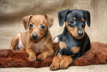 Miniature Pinscher Puppies, 2 Months Old