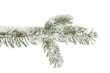 Wall Mural - tree branch covered with snow