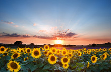Sunflower Summer Sunset Landscape With Blue Skies