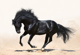 Fototapeta Konie - Black horse galloping