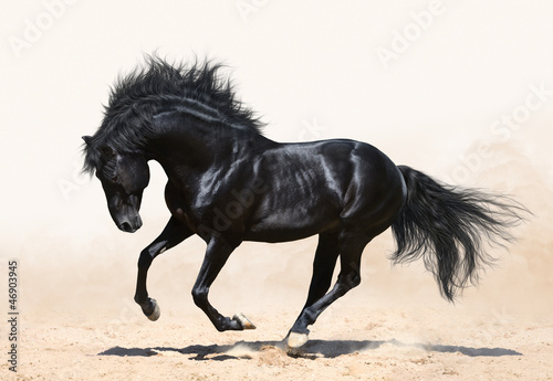 Naklejka na drzwi Black horse galloping