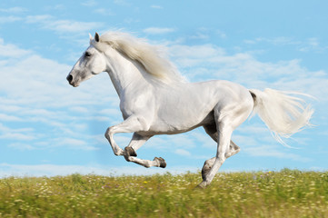 Wall Mural - White horse runs gallop on the meadow