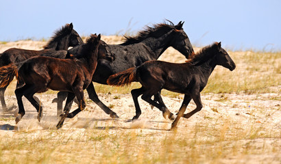 Wall Mural - Horse